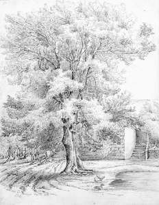 Sketch of an ash tree at Duffryn