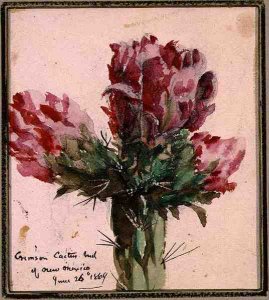 Crimson Cactus Bud of New Mexico, 1869