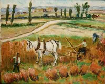 Harvesting with a White Horse