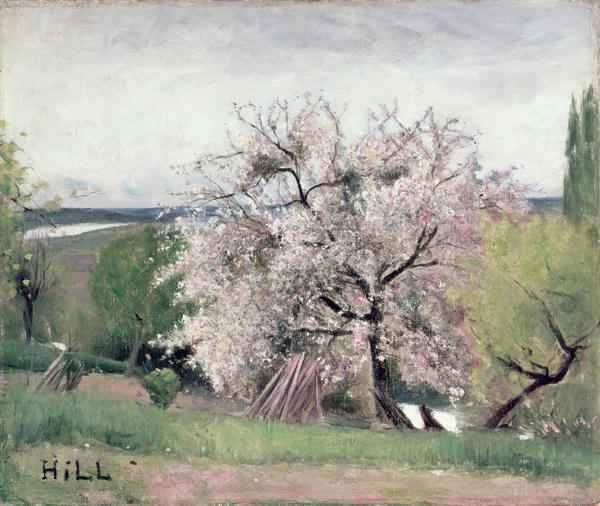 Fruit Tree in Blossom Bois le Roi