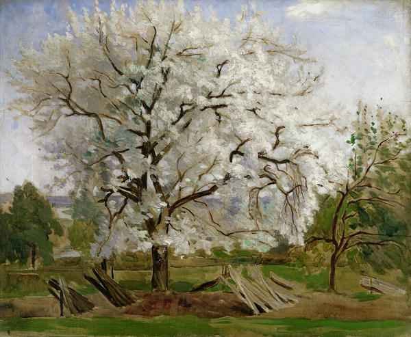 Apple Tree in Blossom