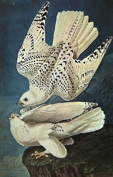 White Gerfalcons