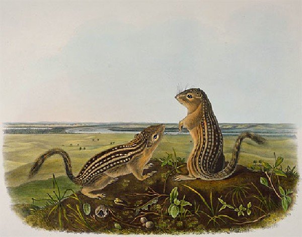 Leopard Spermophile Spermophilus Tridecemlineatus