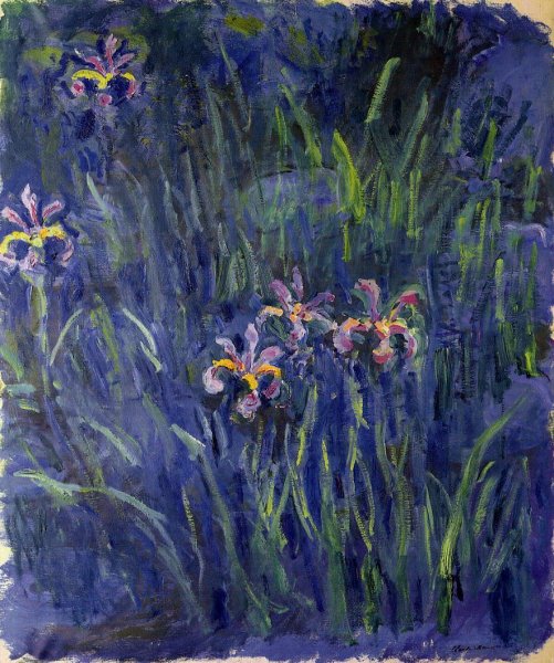 Irises3