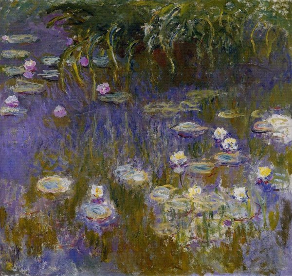 Yellow And Lilac Water Lilies