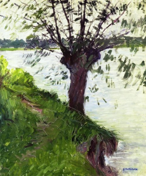 Willow On The Banks Of The Seine