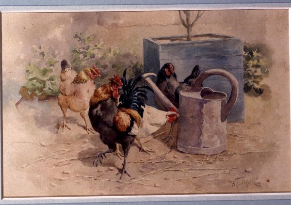 Chickens by a Watering Can