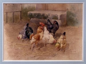 Chickens by a Watering Can