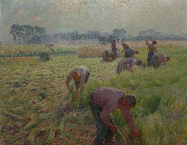 Flax Harvesting