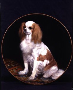 King Charles Spaniel