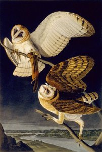 Barn Owl