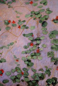 Nasturtiums