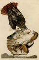 John James Audubon